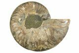 Cut & Polished Ammonite Fossil (Half) - Madagascar #336783-1